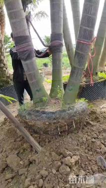 裸干高400厘米狐尾椰