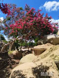 15公分小叶紫薇