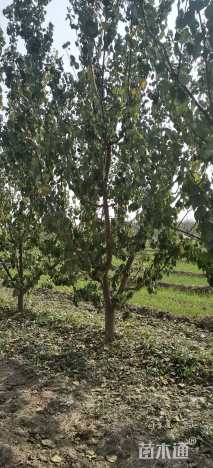 20公分杏树