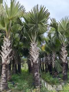 裸干高500厘米霸王棕