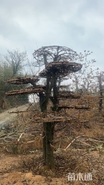 10公分造型对节白蜡