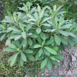 高度40厘米结香球