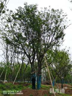 60公分丛生朴树