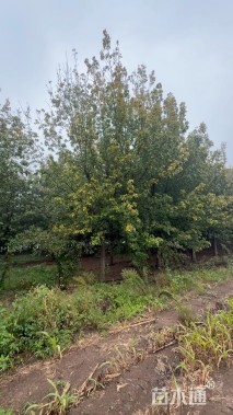 12公分金叶复叶槭