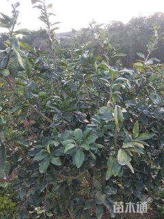 高度2000厘米三红蜜柚