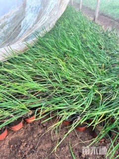 高度15厘米紫娇花