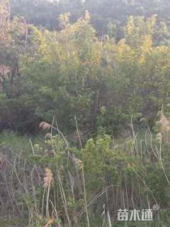 高度400厘米樱桃