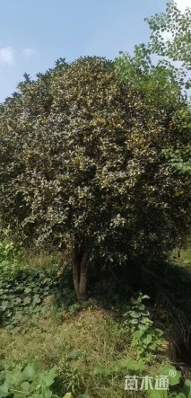 15公分桂花