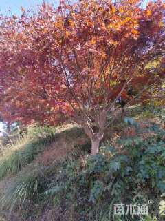 高度500厘米羽毛枫