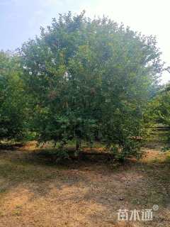 23公分北美海棠