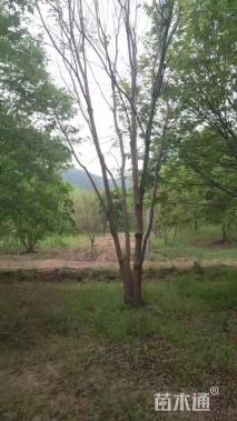 12公分(4杆)丛生乌桕