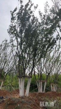 12公分(5杆)丛生朴树