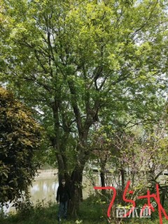 75公分朴树