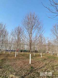 13公分美国红枫