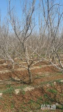 高度350厘米石榴