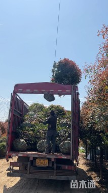冠幅150厘米红叶石楠球