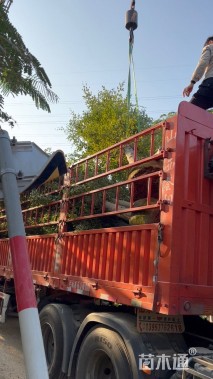 18公分小叶榄仁