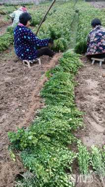 高度25厘米瓜子黄杨