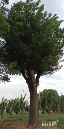 52公分国槐