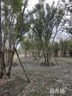 10公分(5杆)丛生栾树