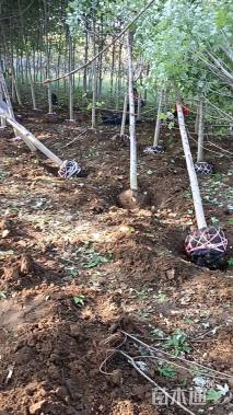 11公分金叶白蜡