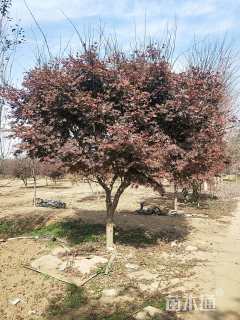 12公分日本红枫