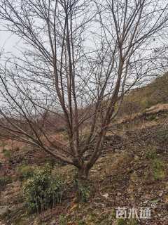 13公分染井吉野樱