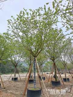 12公分福建山樱花