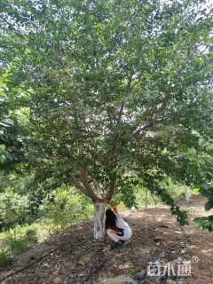 30公分染井吉野樱