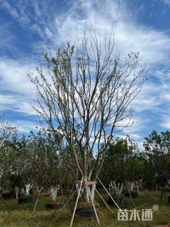 100公分丛生朴树