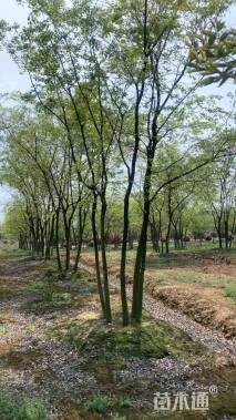 10公分(5杆)丛生朴树