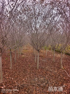 10公分垂丝海棠