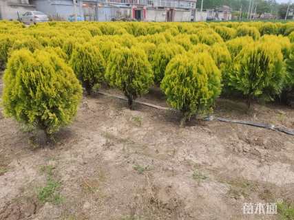 冠幅20厘米洒金柏球