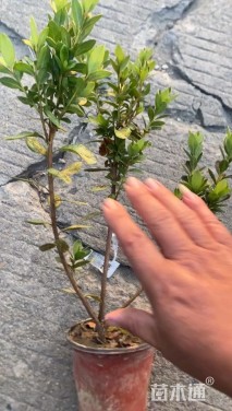 高度40厘米春鹃