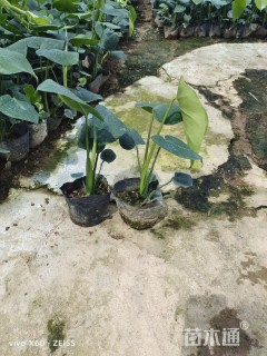 主蔓长30厘米龟背竹