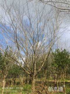 30公分日本晚樱