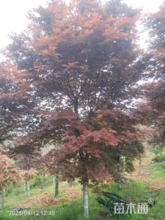 高度300厘米三季红红枫