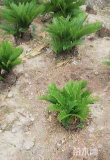 裸干高20厘米多头苏铁