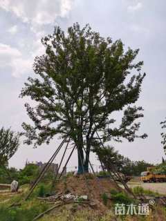 100公分丛生朴树