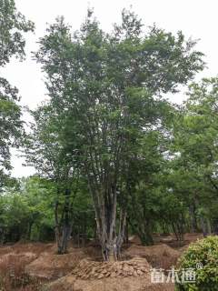 18公分丛生朴树