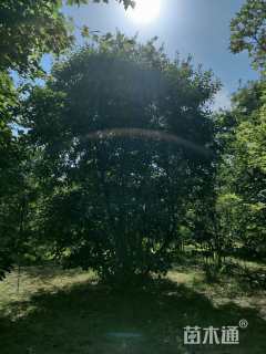 高度380厘米中华石楠