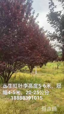 15公分紫叶李