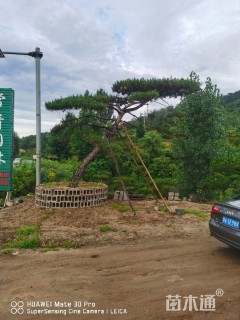 30公分造型黑松