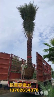 裸干高100厘米银海枣