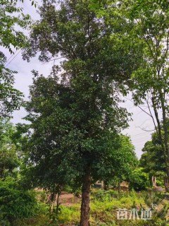 60公分椤木石楠