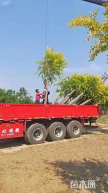 12公分金叶刺槐