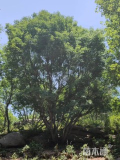 15公分华北五角枫