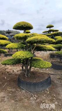 17公分造型亮晶女贞