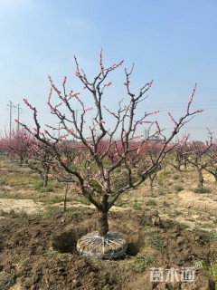 12公分造型红梅