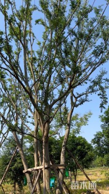 110公分(5杆)丛生朴树